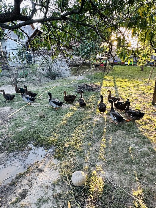 rățoi rasa rouen 2025