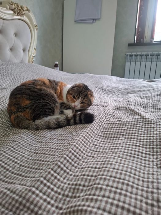 Кошка продаю за 7000