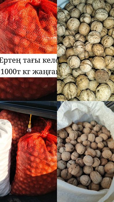 Жаңғақ 1000т срочноооо