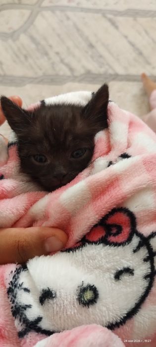 Отдам в добрые руки котят