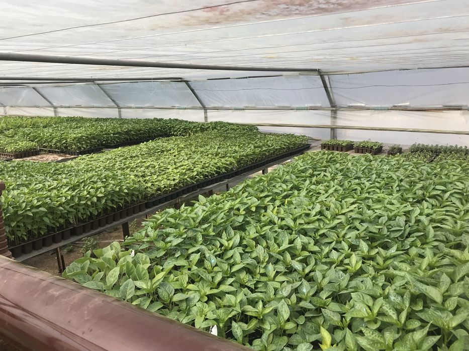 Rasaduri pe comanda !