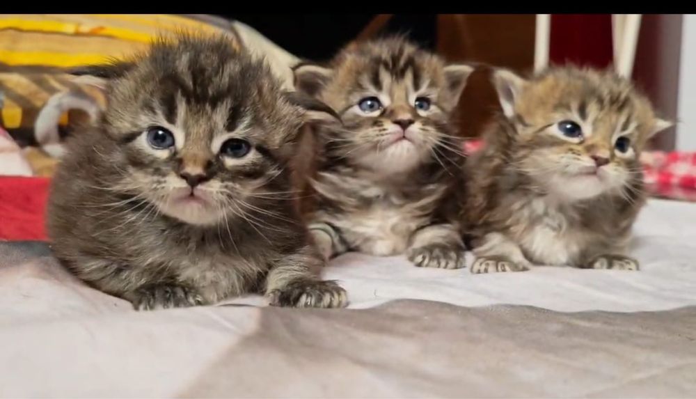 Maine Coon Fetita+Baietel