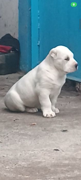 Алабай девочка гигант