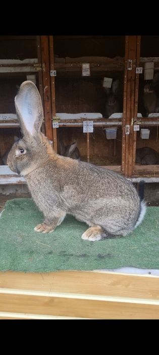 Vând iepuri diferite rase