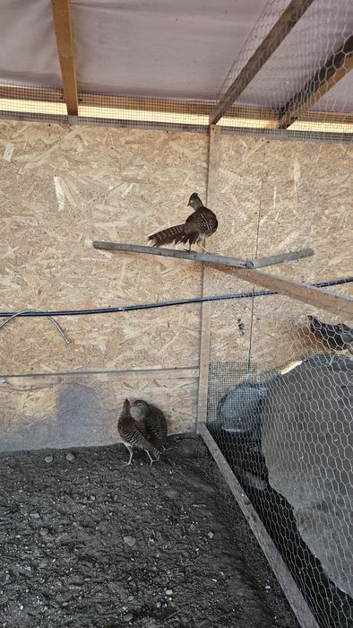 Pereche fazani auriu pe rosu.