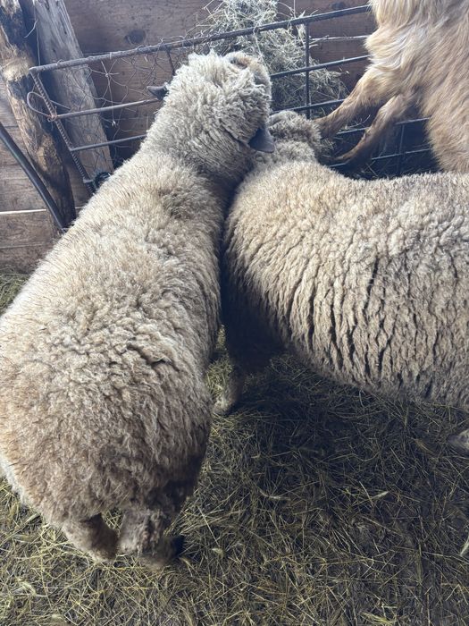 Berbecuți de sacrificat