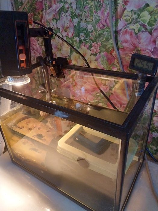 Грифовая черепаха