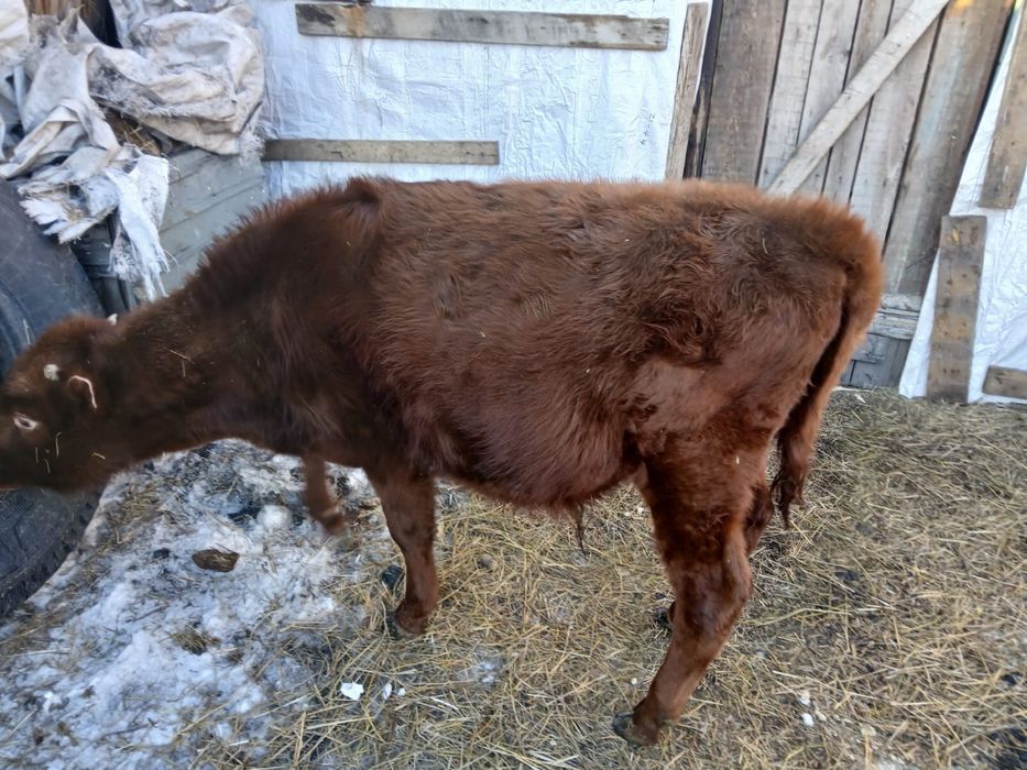 Бұзау ерекек бұқа