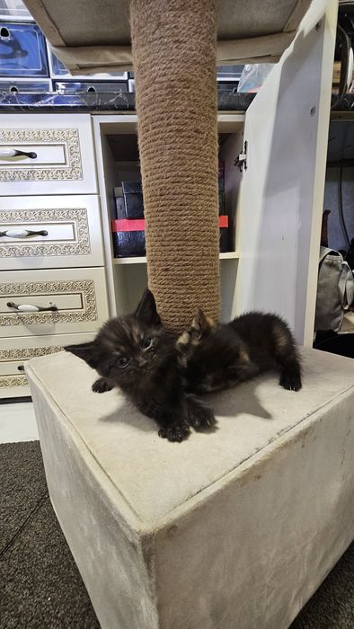 Котята в хорошие руки