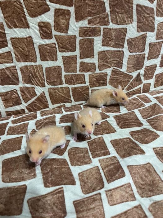 Продают хомячков