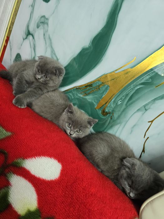 Продаются котята