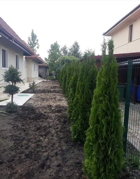 Leylandi cupressus, Livrare gratuita oriunde în Țară