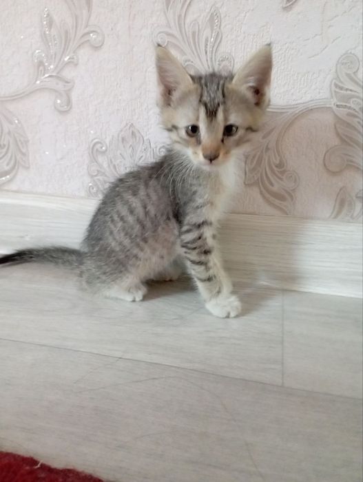 Отдам котят даром