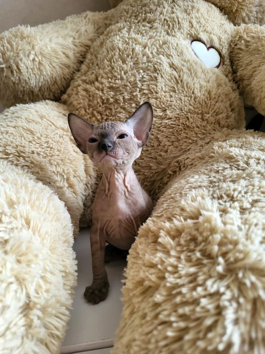 Шикарные Котятки.