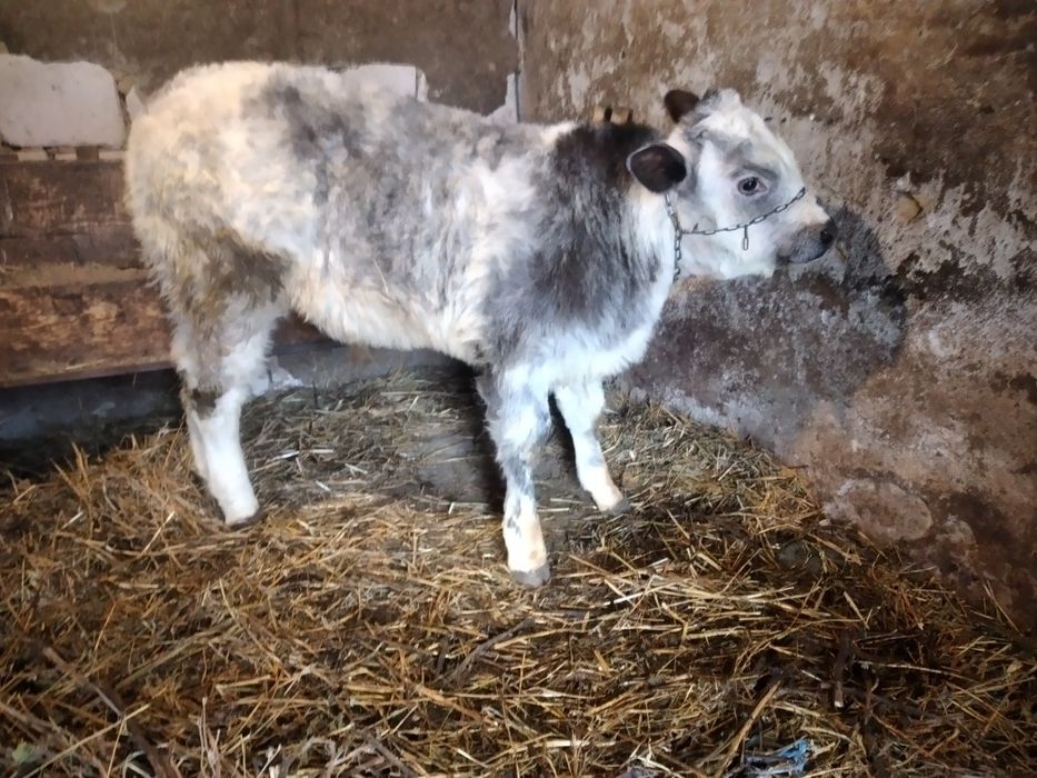 Vițel belgian de crescut