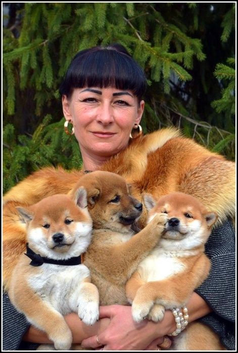 сиба ину на продажу