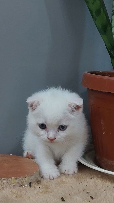 Котята продаются
