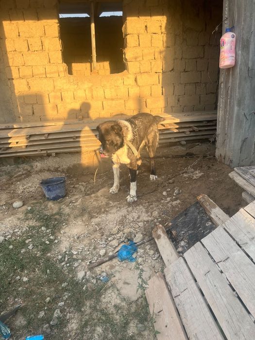Алабай ит сатылады