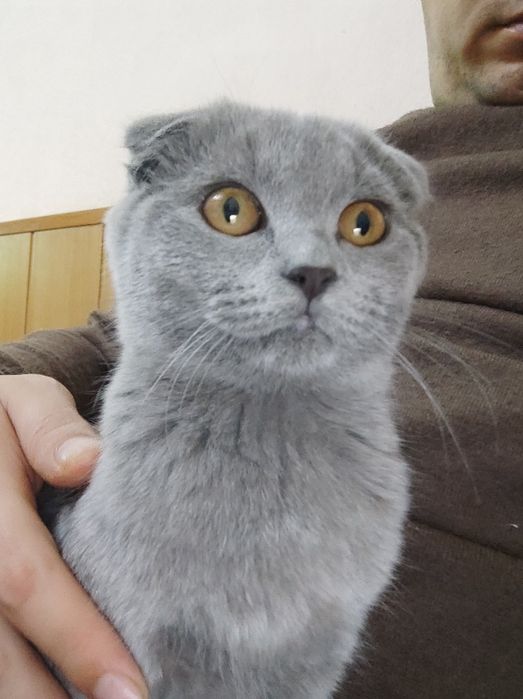 Продам котёнка вислоухий скотиш
