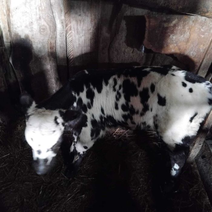 Протам телёнка тёлочка