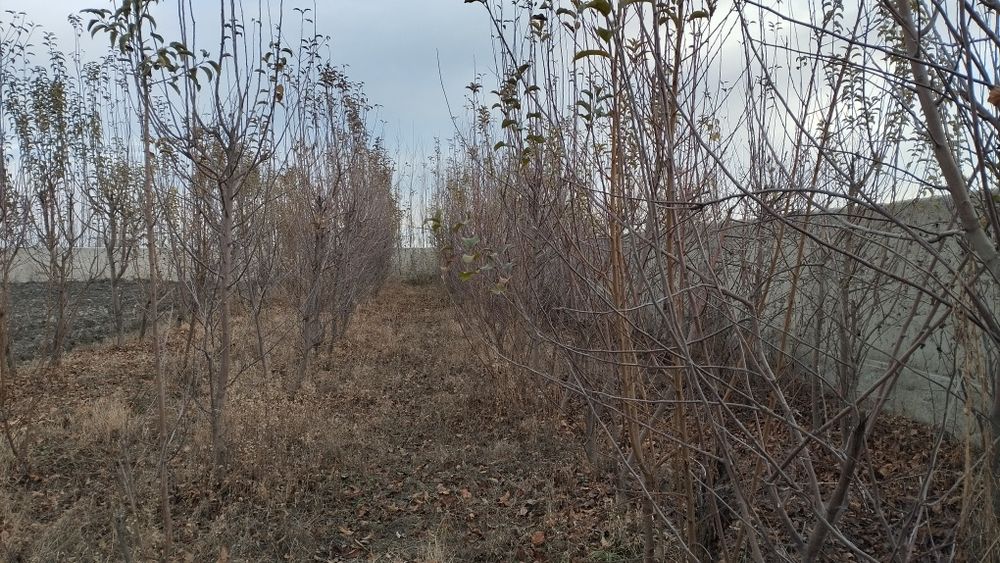 Yir sotiladi 20 sotix. manzil Dahbetga 10 km ер участка