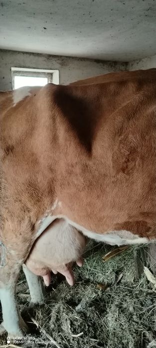 Vaca de vanzare de 8 ani montata de 2 luni blândă și bună de lapte