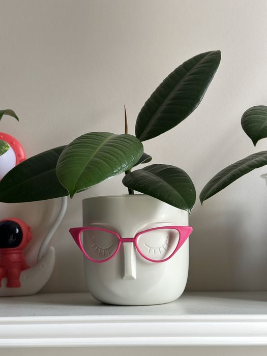 Фикус Каучконосный ( Ficus Elastika)