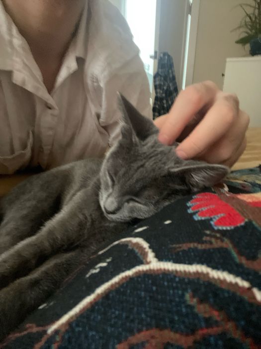 Отдам котенка бесплатно