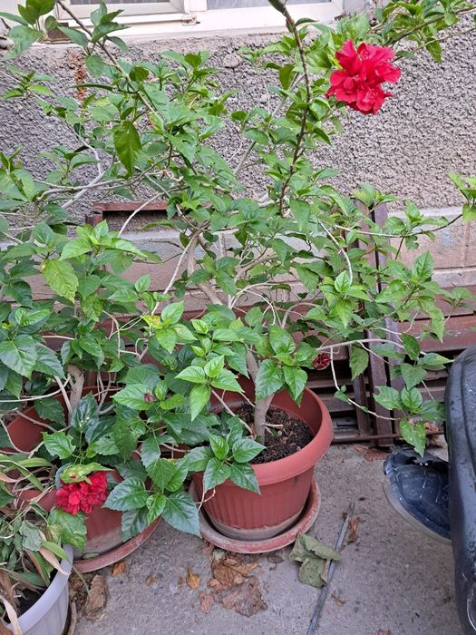 Китайская роза ( гибискус ) 2 шт.