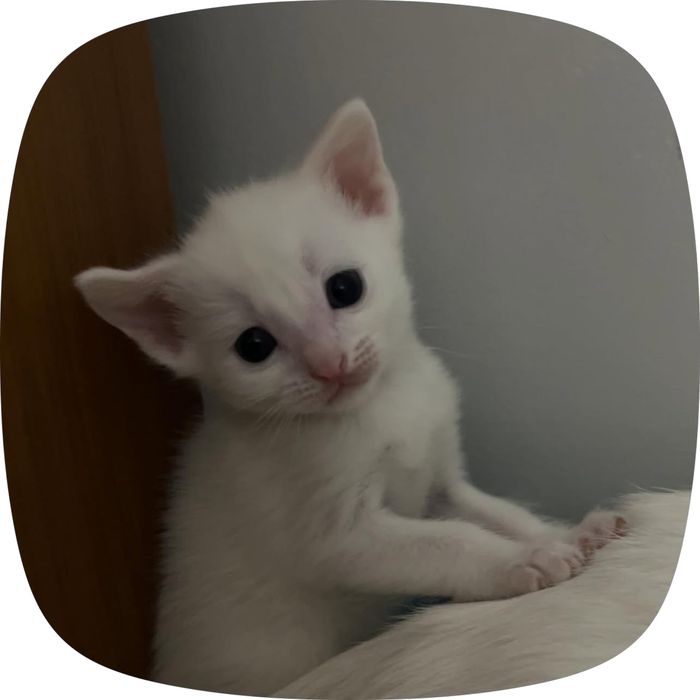 Маленькие котята ищут свой дом
