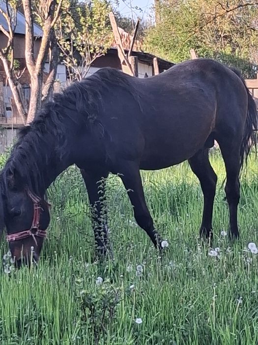 Armăsar de vânzare armasar   vârstă 13 ani  preț 7000 de lei nu sunați inutil nr de tel 0768101160  sau 0734901678 sau mesaj pe whapp la ambele nr ...