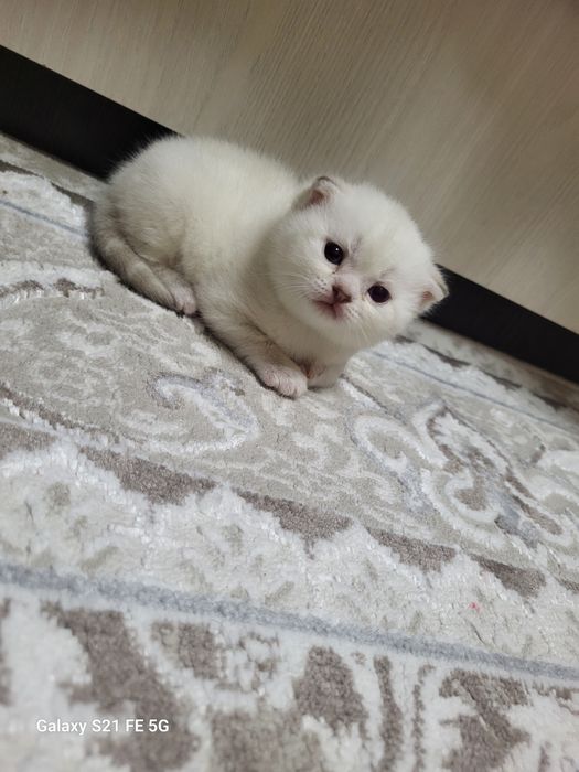 Продам котят шотландских