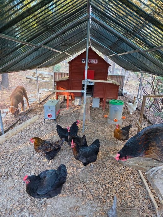 Кокошки носачки за яйца