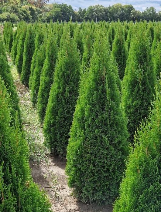 Gard viu Catalpa Leylandii Chiparos  Mesteacăn