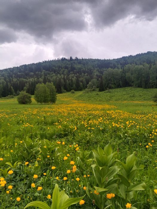 Земельный участок