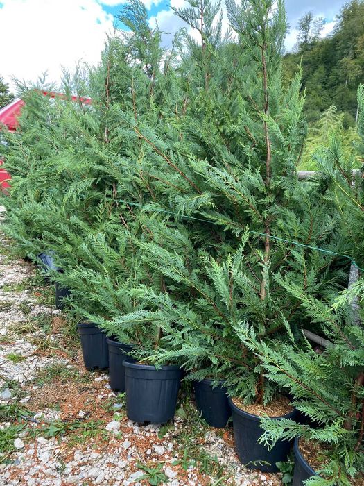 Leylandii Aclimatizat – Gard Viu Veșnic Verde cu Plantare Inclusă