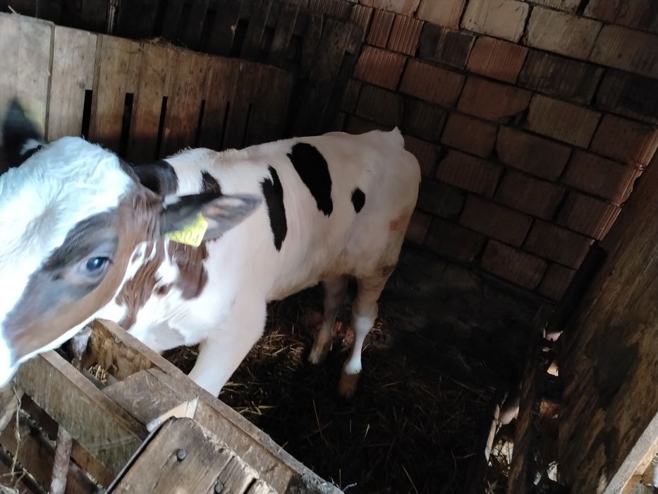 De vânzare 2 tăurași