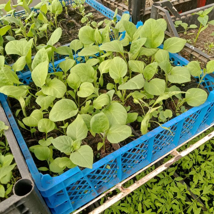 Рассада для теплиц: помидоры, огурцы