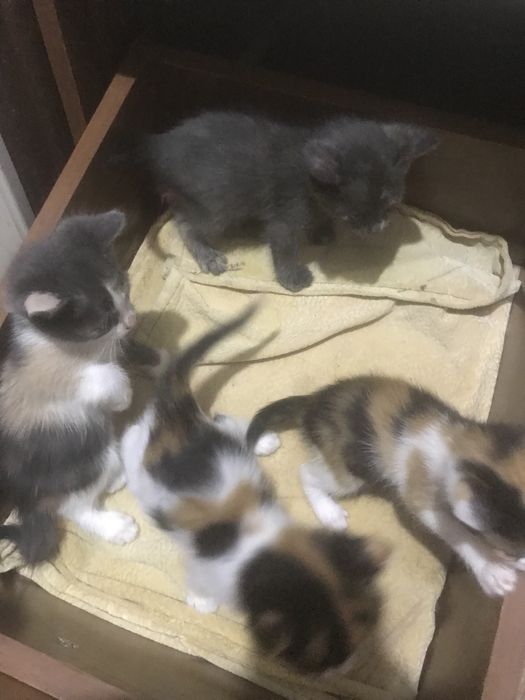 Очень красивые котята