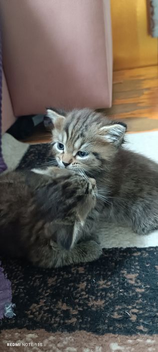 Продам котенка девочку