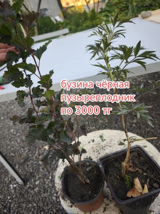 Цветы многолетние растения