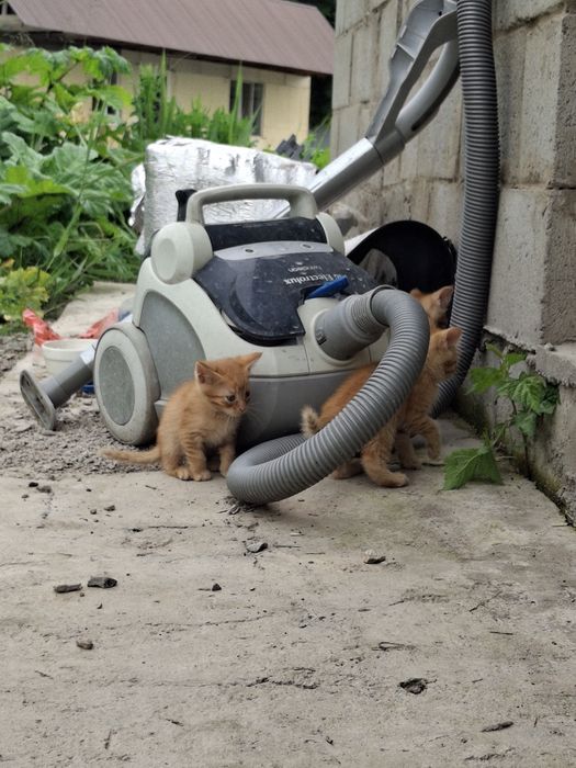 Котята в добрые руки. Мысык