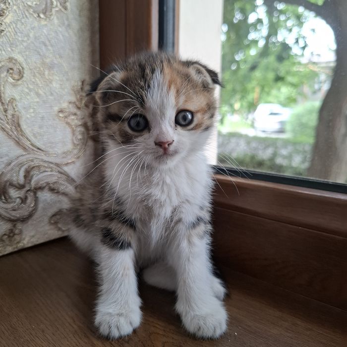Шотландская кошка