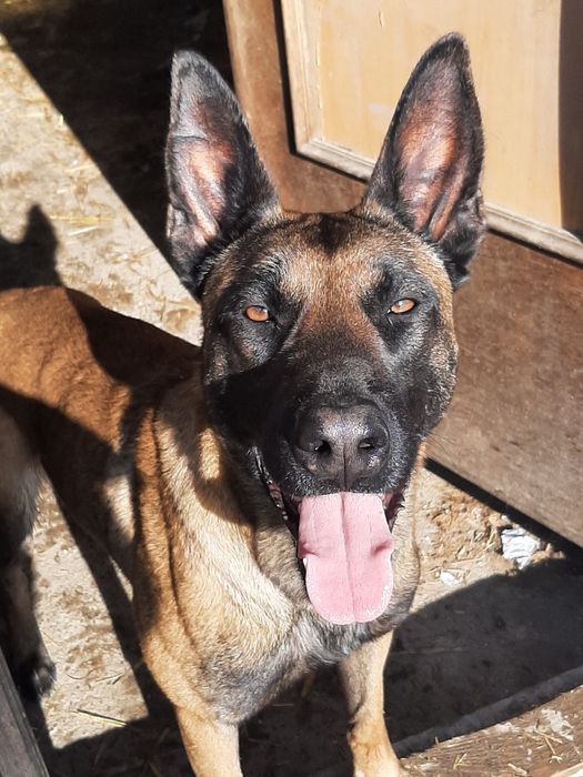 Vând ciobanesc belgian