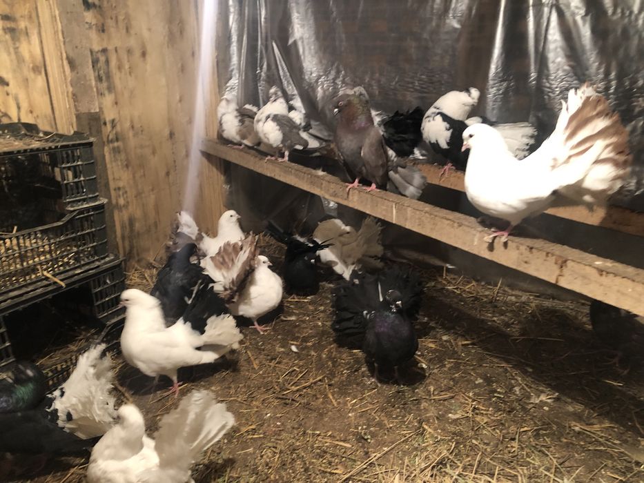 Павлин кептерлер сатылады