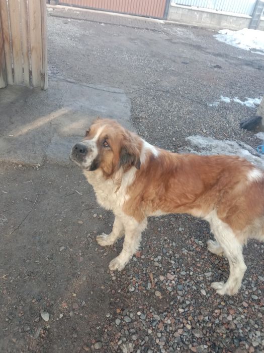 Московская сторожевая