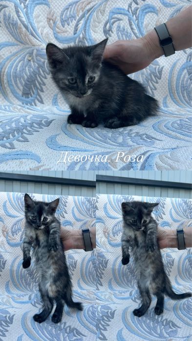 Отдам котят в добрые руки