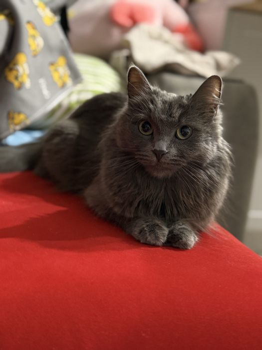 Отдам кошку в добрые руки