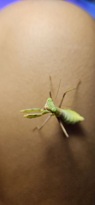 Древесные богомолы