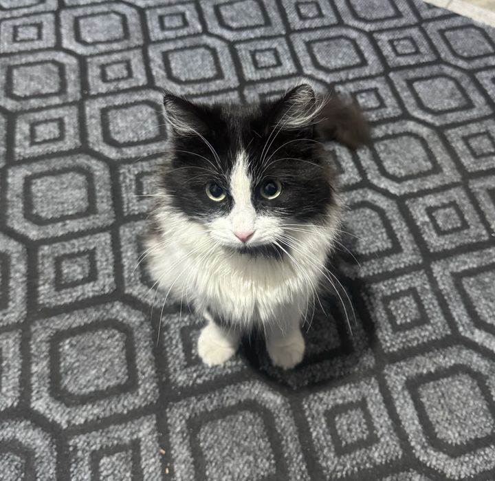 Әдемі, үлпілдек мысық сатылады.